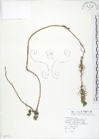 列當藏品圖，第1張