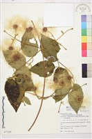 銹毛鐵線蓮藏品圖，第1張