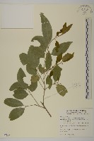 卵葉刺果衛矛藏品圖，第1張