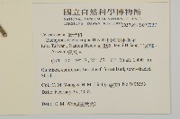 卵葉刺果衛矛藏品圖，第2張