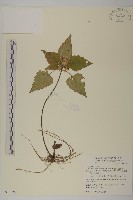 阿里山鬼督郵藏品圖，第1張