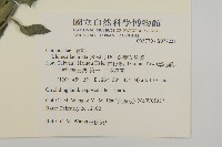 裂葉艾納香藏品圖，第2張