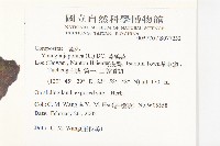黃鵪菜藏品圖，第2張