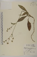 地膽草、毛蓮菜藏品圖，第1張