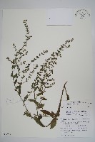 盾果草藏品圖，第1張