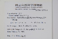 酒丹參、圓葉洋莧藏品圖，第2張