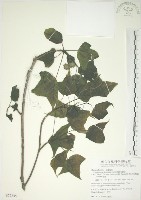 楓香、楓樹藏品圖，第1張