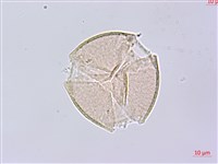 烏皮九芎、奮起湖野茉莉藏品圖，第1張