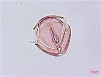 烏皮九芎、奮起湖野茉莉藏品圖，第3張