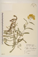 鼠麴草藏品圖，第1張