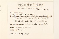 鼠麴草藏品圖，第2張