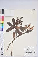 臺灣馬醉木藏品圖，第1張