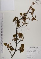 臺灣紅榨槭藏品圖，第1張