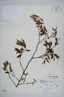 阿里山千金榆藏品圖，第1張