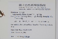 阿里山千金榆藏品圖，第2張