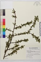 小葉鼠李藏品圖，第1張