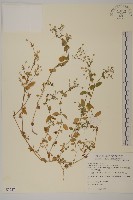 繁縷藏品圖，第1張