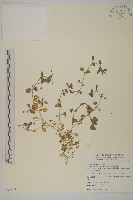 繁縷藏品圖，第1張