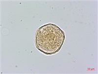 阿里山榆藏品圖，第3張