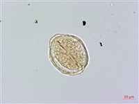 阿里山榆藏品圖，第4張