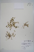 山桔梗藏品圖，第1張