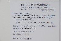 山桔梗藏品圖，第2張