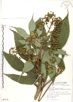 臺灣八角金盤藏品圖，第1張