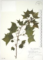 楓香、楓樹藏品圖，第1張