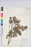 馬銀花藏品圖，第1張