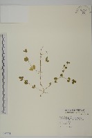 荷蓮豆草、菁芳草藏品圖，第1張