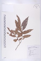 軟毛柿藏品圖，第1張