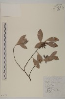 日本賽衛矛、日本假衛矛藏品圖，第1張