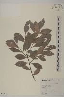 日本賽衛矛、日本假衛矛藏品圖，第1張