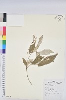 裡白巴豆藏品圖，第1張