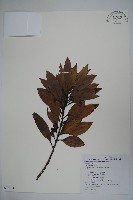 松田氏冬青藏品圖，第1張