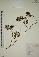 拎壁龍藏品圖，第1張