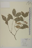 南仁山柃木藏品圖，第1張