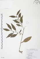 柚葉藤藏品圖，第1張