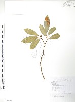 烏心石藏品圖，第1張