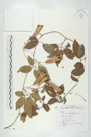 穿山龍藏品圖，第1張