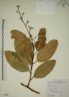 猿尾藤藏品圖，第1張