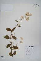 青葙藏品圖，第1張