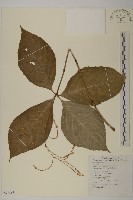 臺灣及己藏品圖，第1張