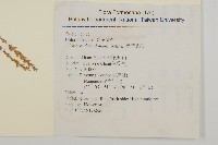 臺灣及己藏品圖，第2張