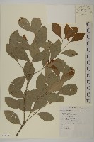 菱葉衛矛藏品圖，第1張