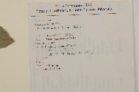 菱葉衛矛藏品圖，第2張