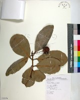 瓊崖海棠、胡桐藏品圖，第1張