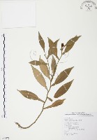 柚葉藤藏品圖，第1張