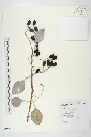 亨利氏伊立基藤藏品圖，第1張