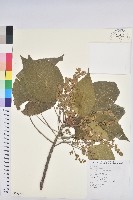 血桐藏品圖，第1張